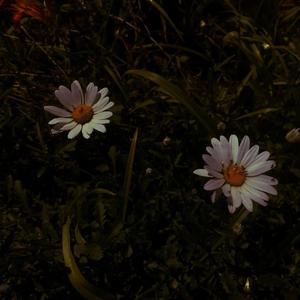 三年大片观看免费大全哔哩哔哩第一集
